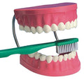 Giant Dental Care Teeth Model V702