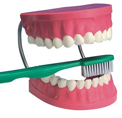 Giant Dental Care Teeth Model V702