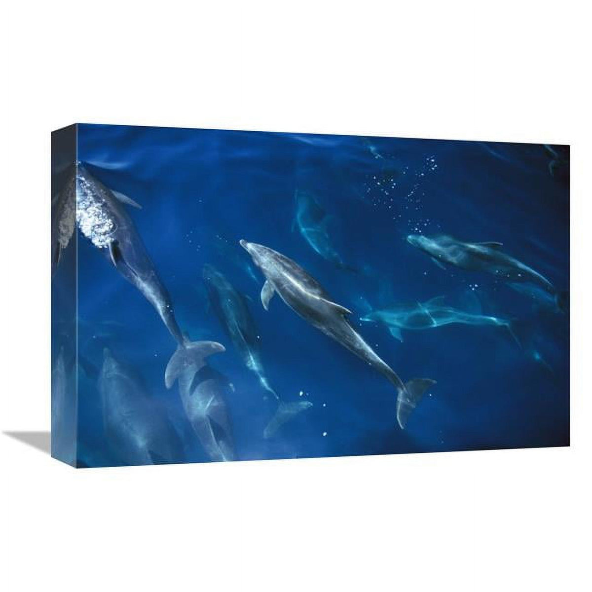 Bottlenose Dolphin Pod Art Print S455515