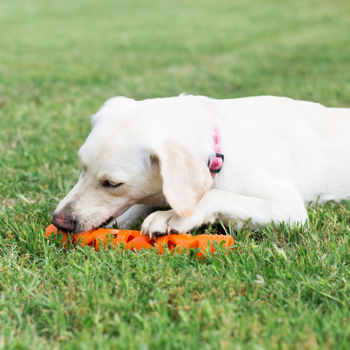 Orange Large Fetch Stick Dog Toy L22131